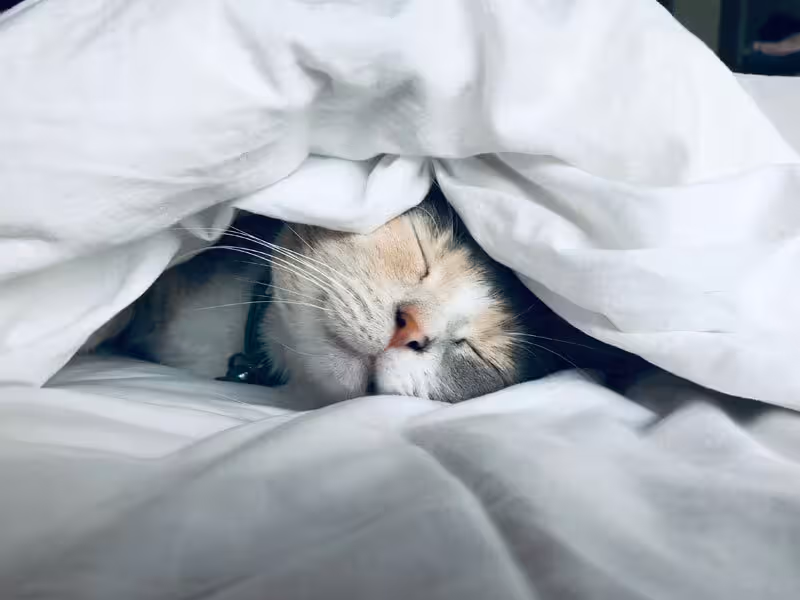 Katze prüft ergonomisches Kissen auf Matratze für besseren Schlaf und Nackenstütze.
