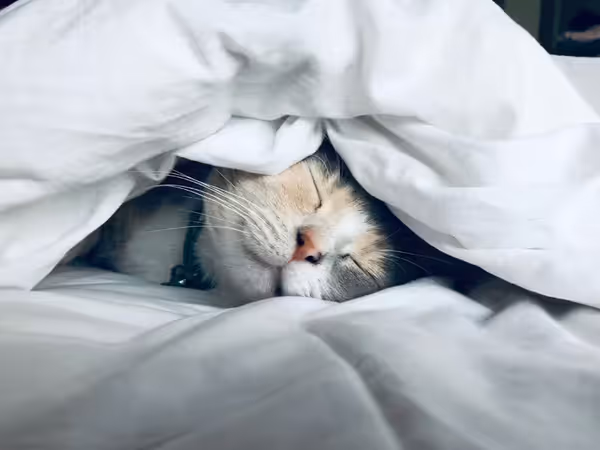 Katze prüft ergonomisches Kissen auf Matratze für besseren Schlaf und Nackenstütze.